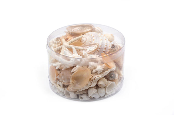 Premium Coral and Seashell Pack - Cream Sundae